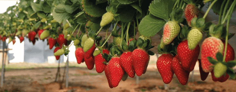 Determinación de nutrientes en el cultivo de fresa