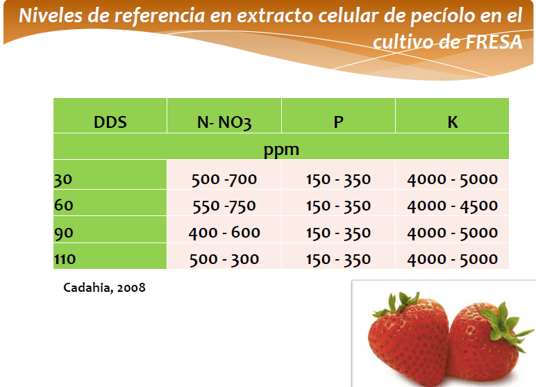 Determinación de nutrientes en el cultivo de fresa - ilustracion