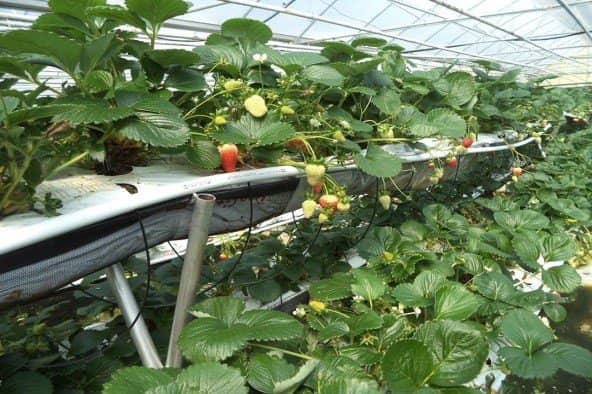 Determinación de nutrientes en el cultivo de fresa