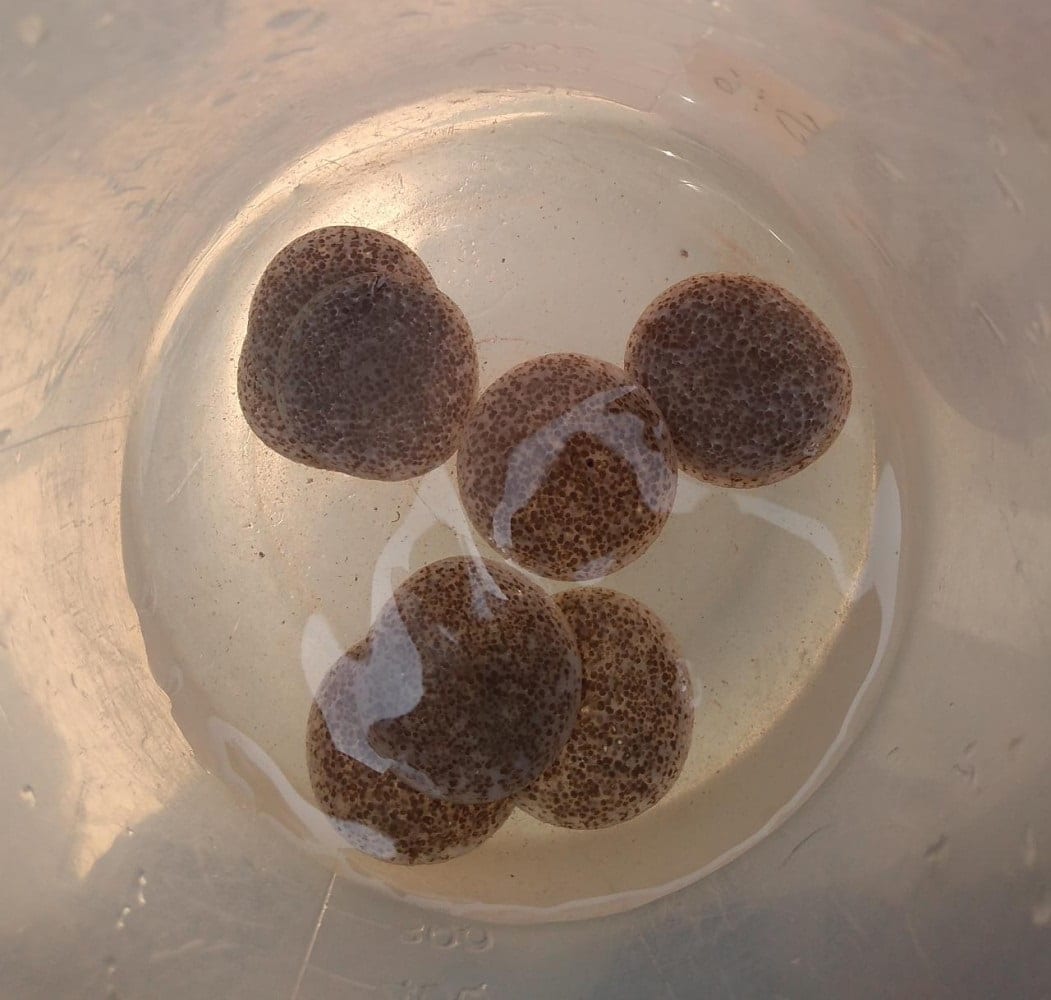 Carriers tipo biochips ptar flowen - Flowen.com.pe